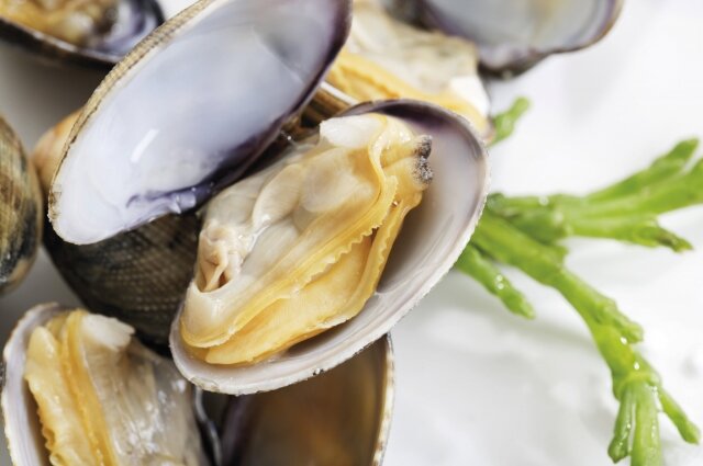 венерины моллюски Veneridae