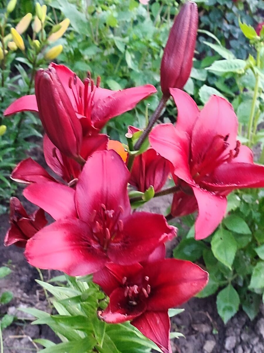 Лета след. Воспоминания. Фото автора 