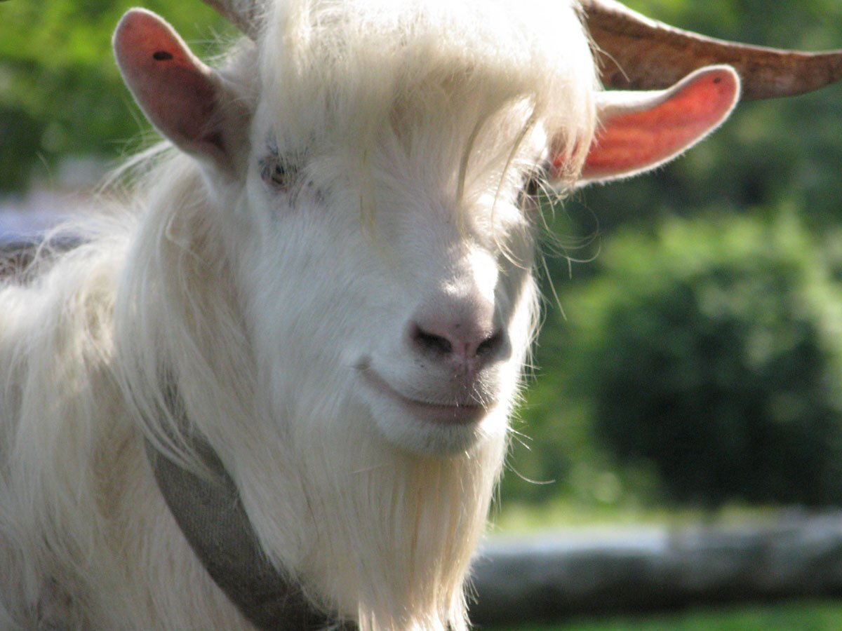 Фото из открытого доступа 