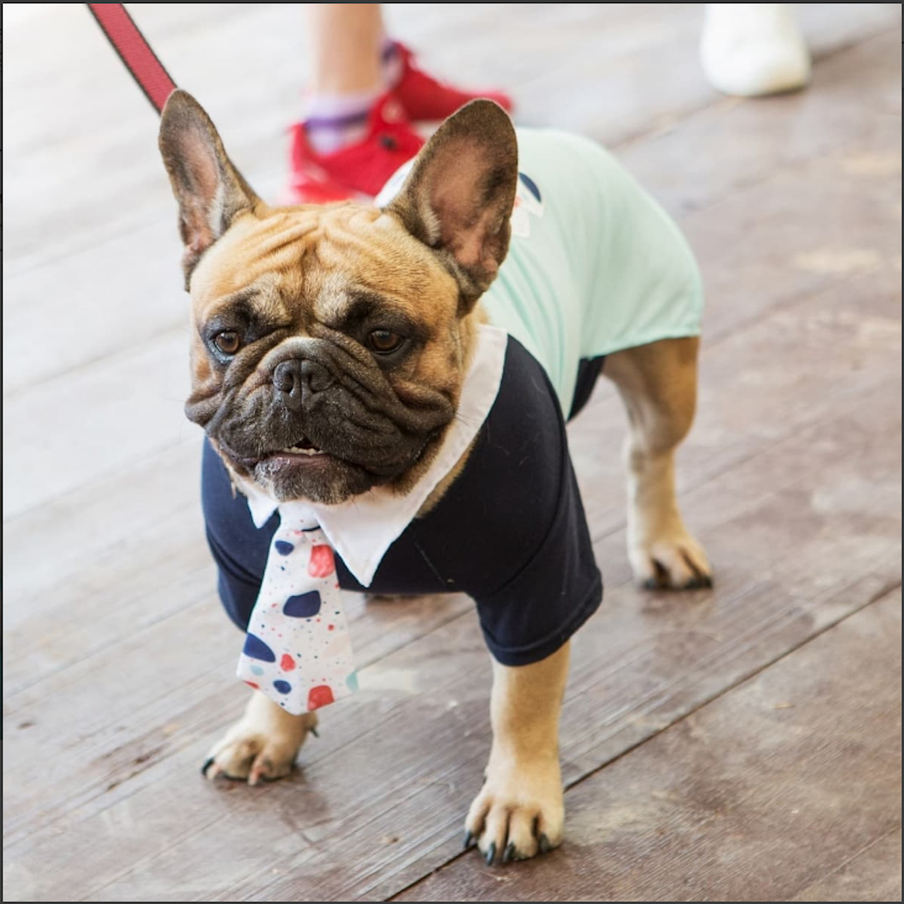 Результаты бульдога 2024. Детеныш бульдога. Результаты бульдога 2024. Французский бульдог опалый голубой в крапинку. Толстый бульдог.