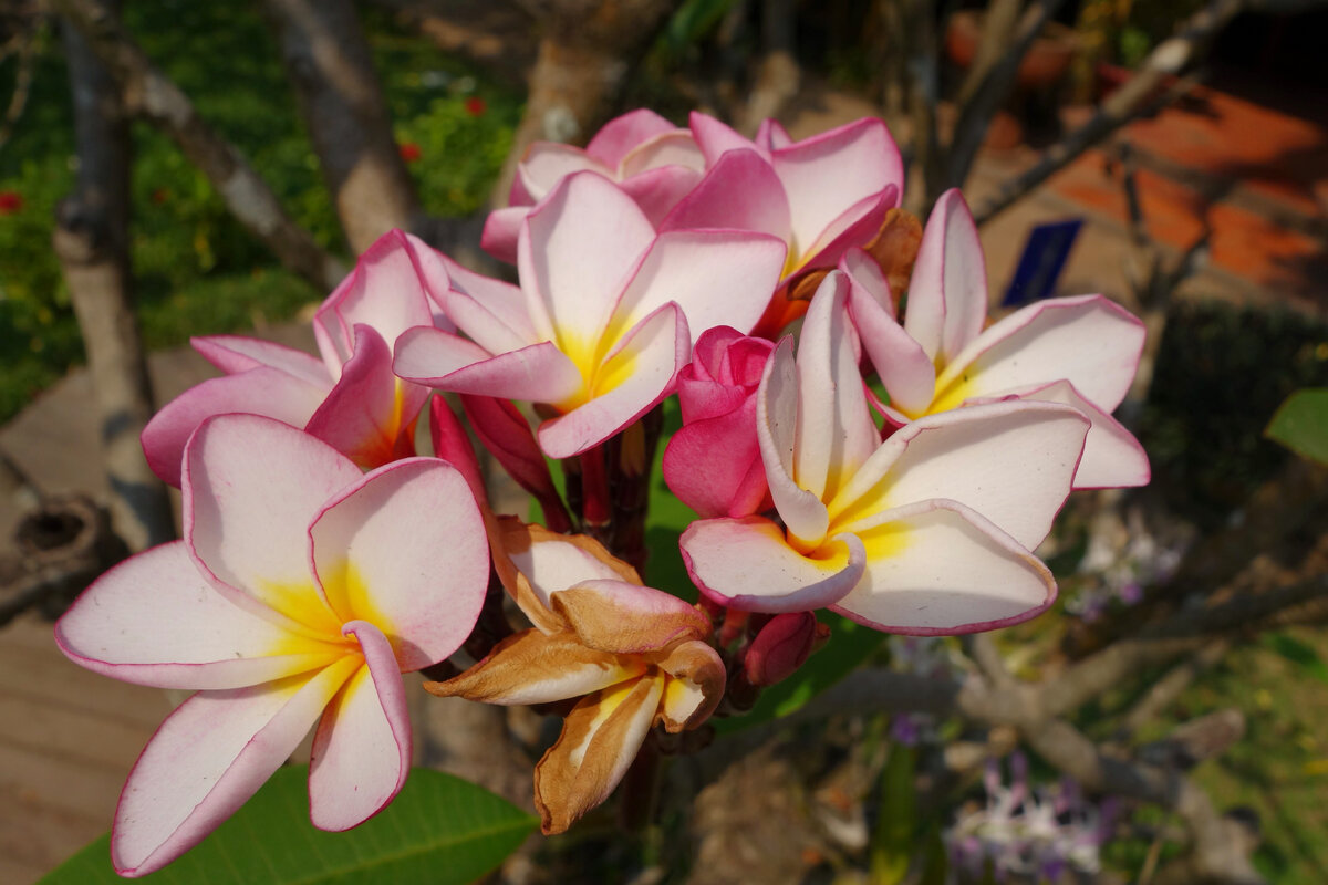 Вот она plumeria rubra, в естественной среде, в Тайланде. Фото автора, 2014 год. Окраска может быть от бело-розовой до интенсивной красной, в зависимости от сорта, но всегда с желтым центром.