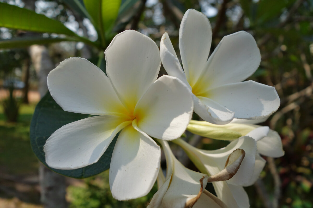 И плюмерия белая (Plumeria alba) с более вытянутыми и тонкими листьями и менее ярким ароматом. Есть разновидность с кручеными пропеллером лепестками. Фотографировать такие растения - одно удовольствие.