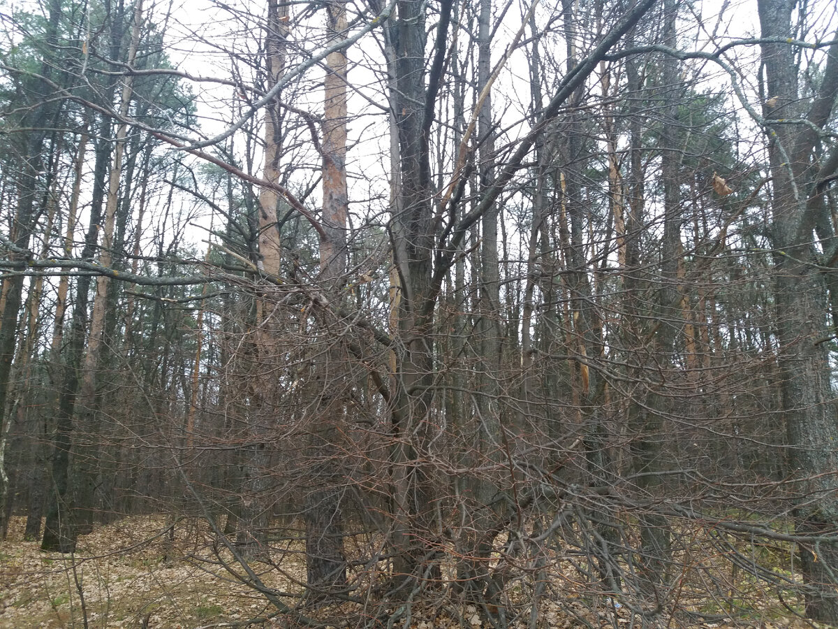 Фото нашего леса. 