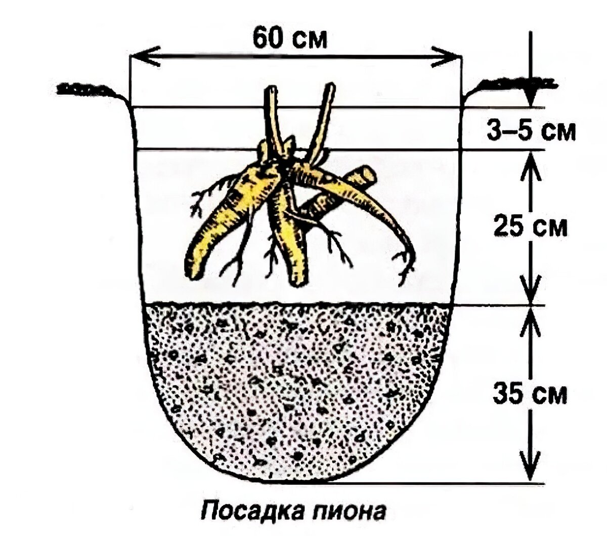 Пересадка пионов весной