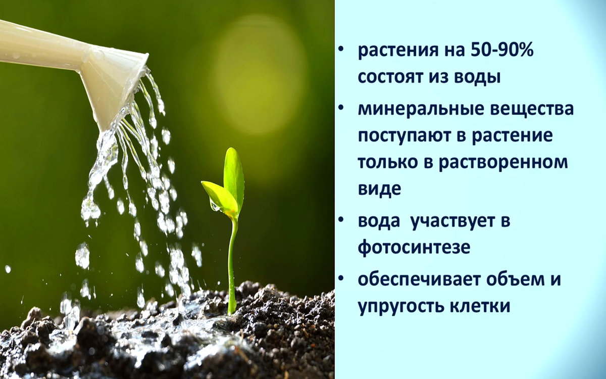 Значение воды для растений | Стройка . Жизнь. Животные. | Дзен