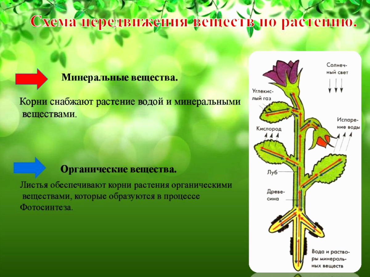 Покрытосеменные растения побег