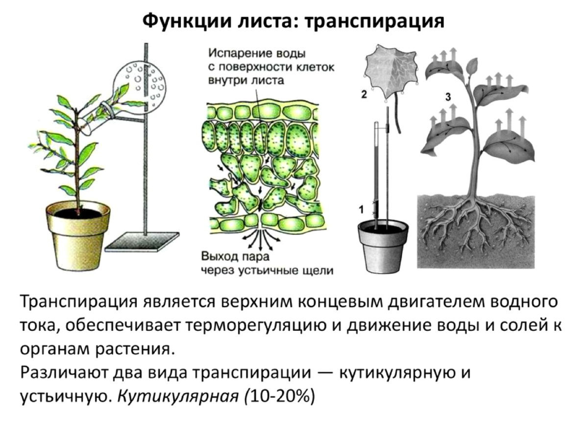 Транспирация. Испарение воды растениями 6 класс кратко