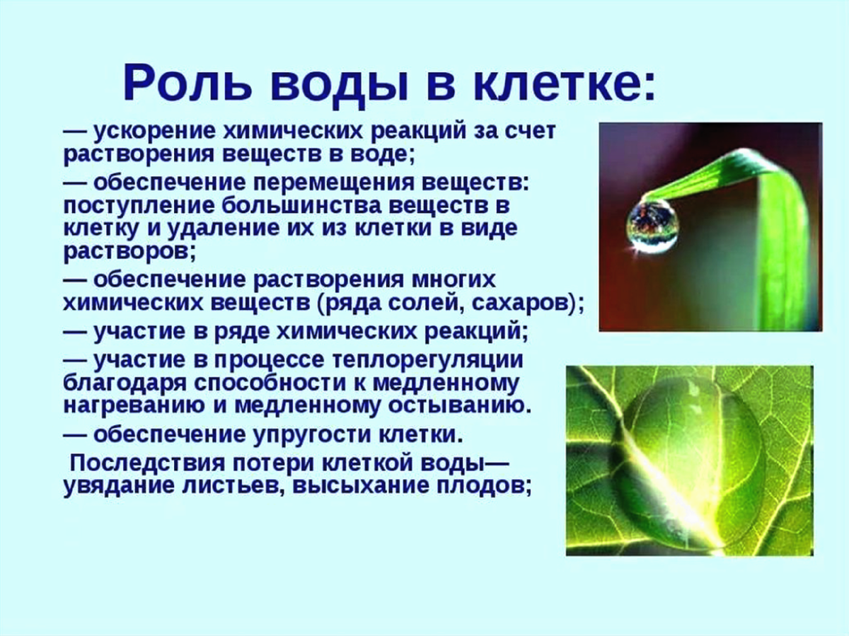 Вода играет роль. Роль воды в жизнедеятельности клетки. Биологическая роль воды в клетке. Роль воды в жизнедеятельности клеток, воды. Каковы функции воды в клетке.