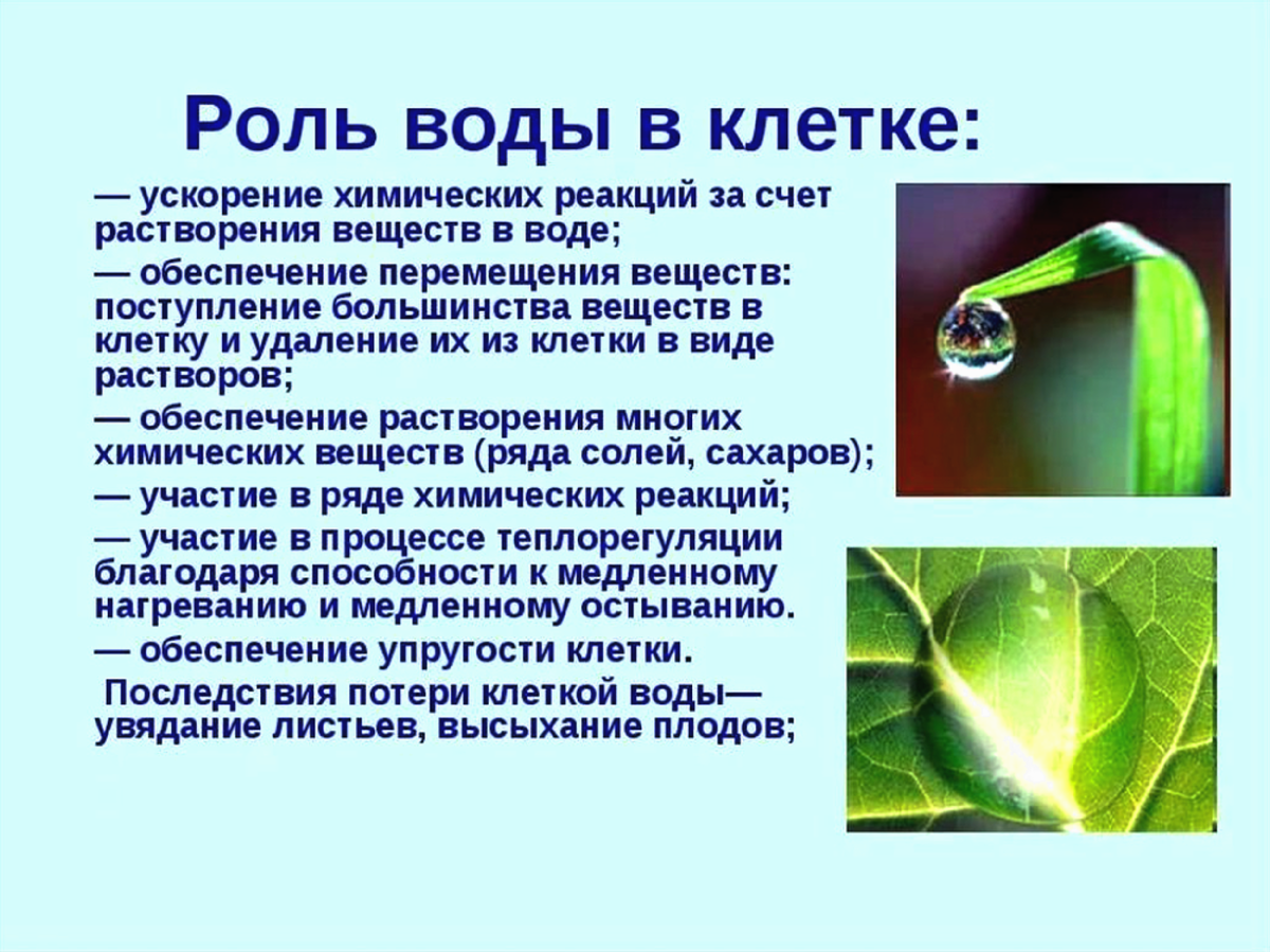 Какова роль клеток в жизни. Роль воды в жизнедеятельности клетки. Биологическая роль воды в клетке. Роль воды в жизнедеятельности клеток, воды. Каковы функции воды в клетке.