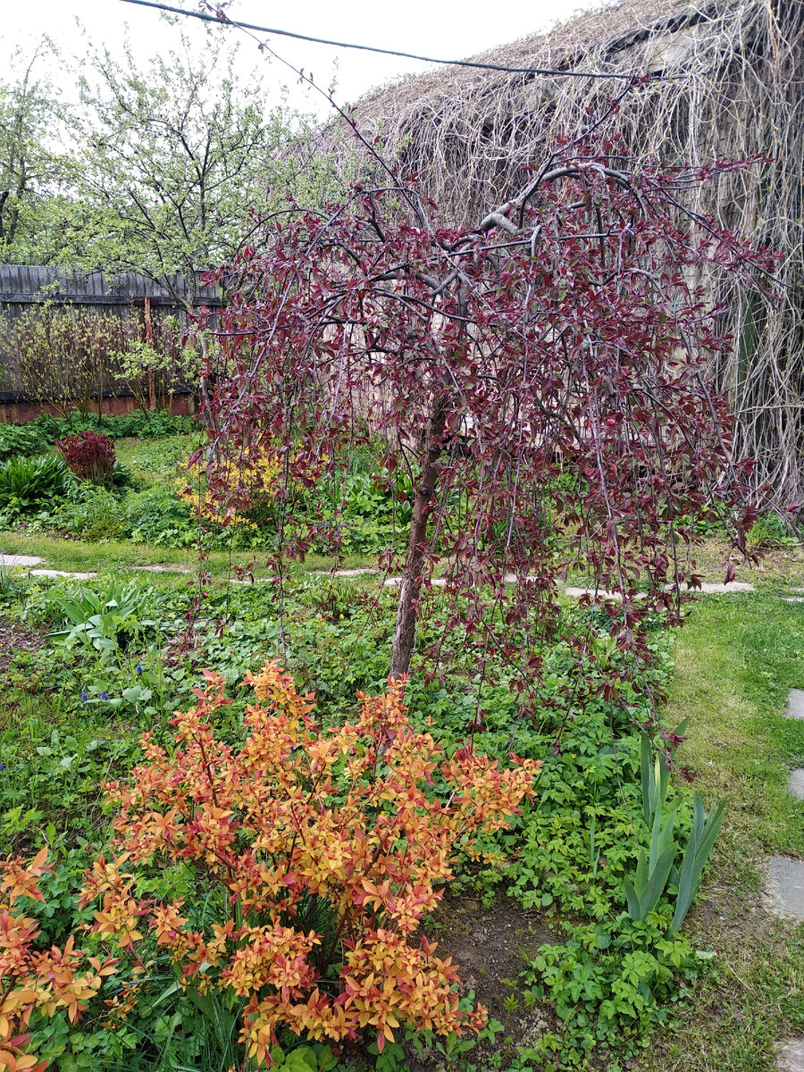 Яблоня декоративная Роял Бьюти (Malus Royal Beauty)