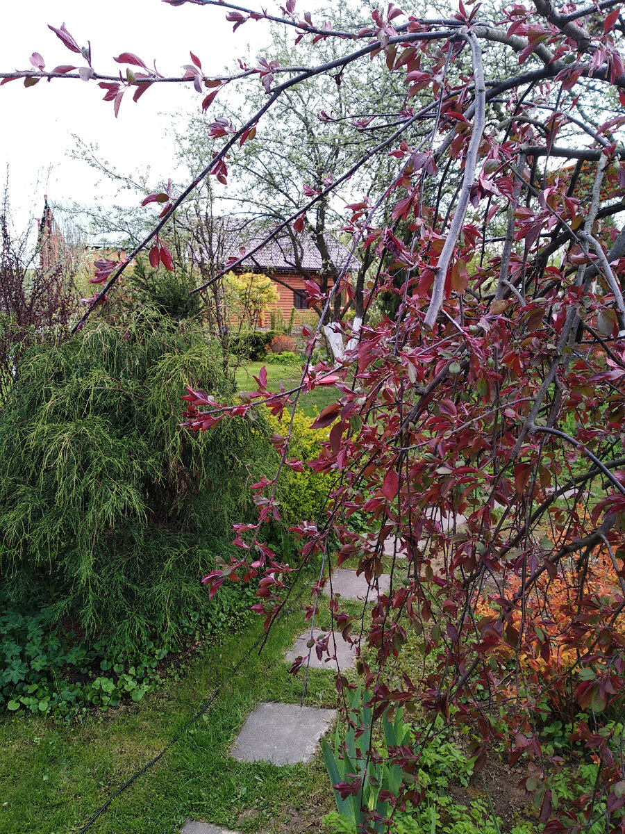 Яблоня Роял Бьюти (Malus Royal Beauty)