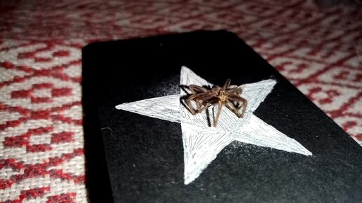 Онлайн ритуал Снимаем паучью порчу 🕷️🕸️