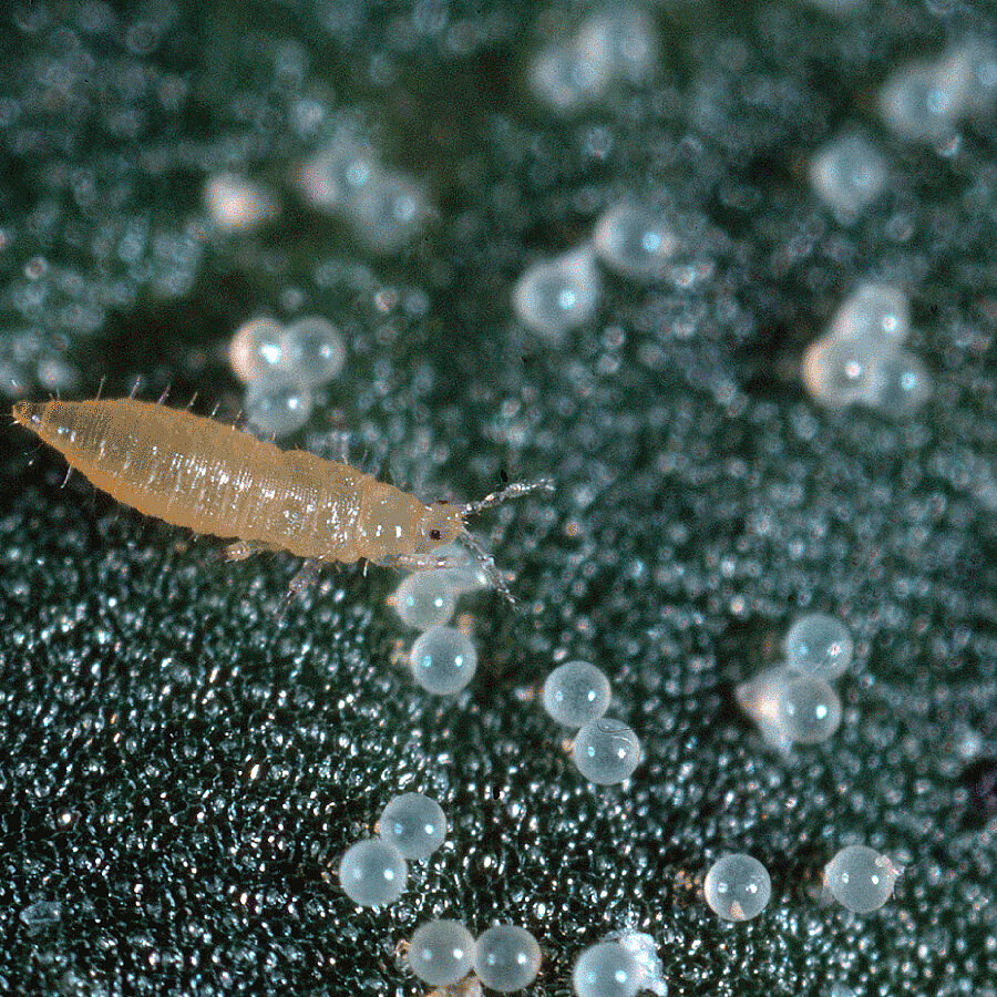 "икра"(яйца трипсов) из интернета, мне не удалось их хорошо сфотографировать без приспособлений