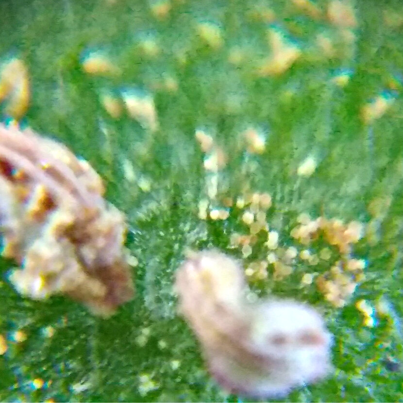 а это уже моя "икра" (яйца трипсов)