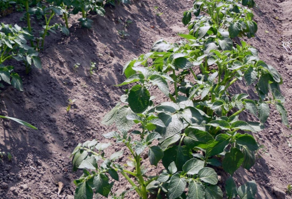 Окучивание картофеля