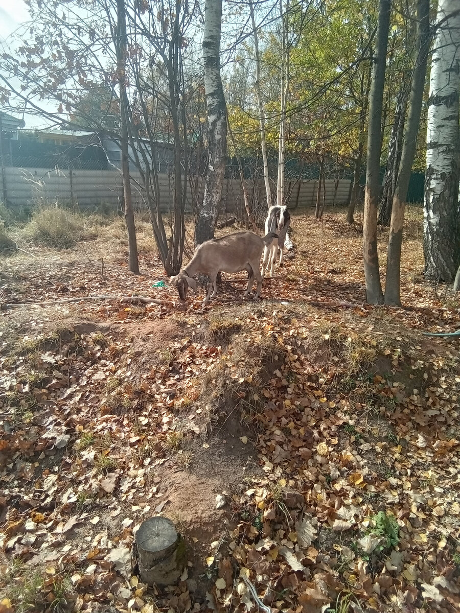 Фото автора. 