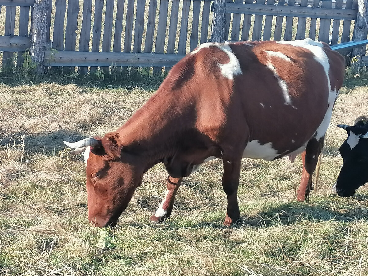 Стоковые векторные изображения по запросу Cute cow birthday