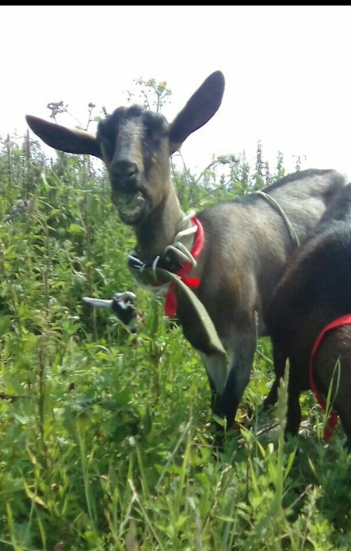 Фото из личного архива нашего  лпх.