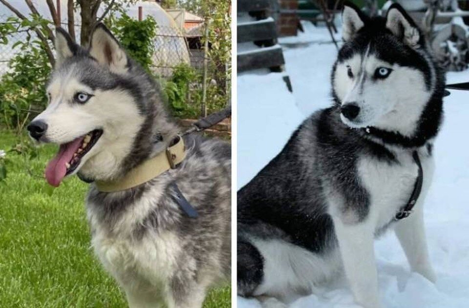    Красавицу-хаски от голодной смерти спасли волонтеры. Фото: предоставлено героиней публикации