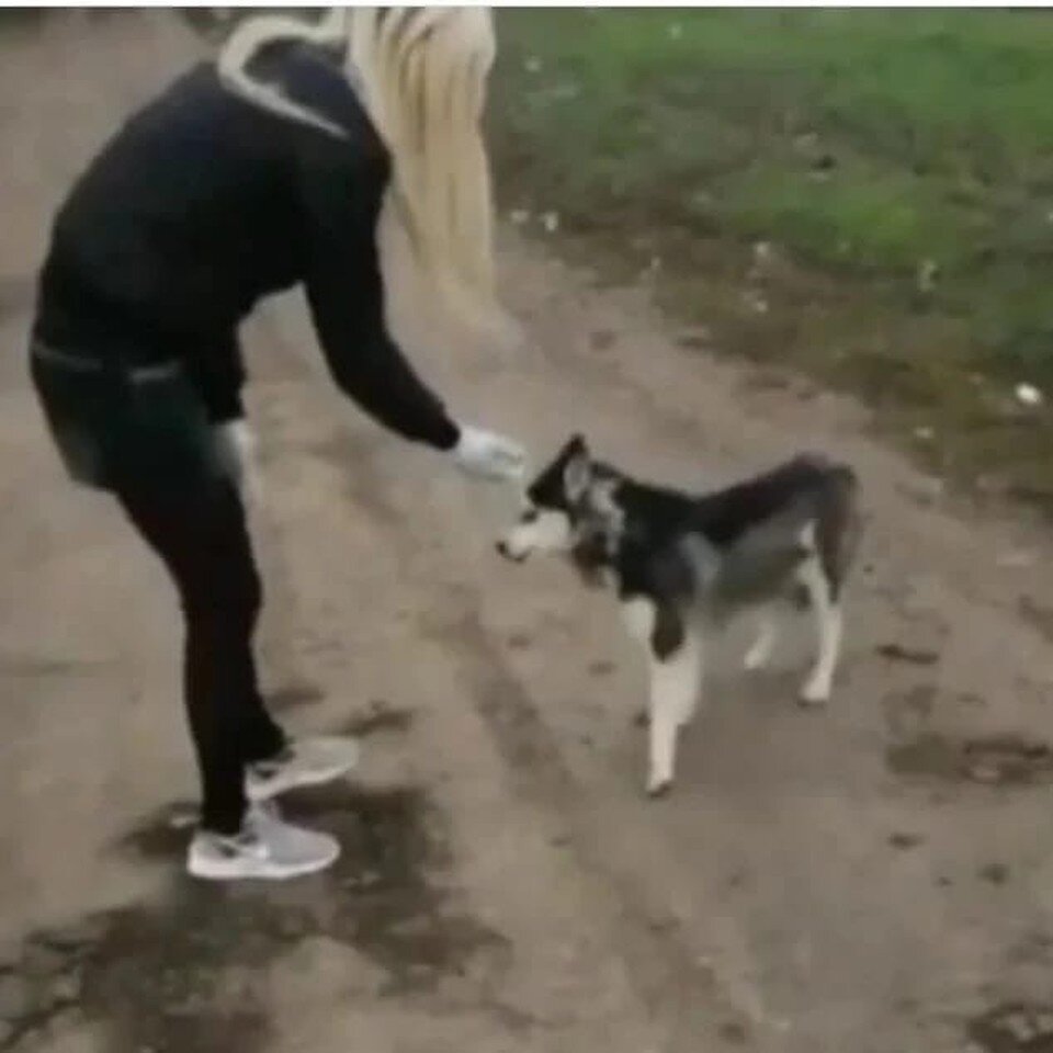    Собаку нашли в поле истощенной и худой. Фото: предоставлено героиней публикации