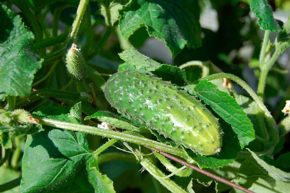    Фото: Alexey Hulsov / Pixabay