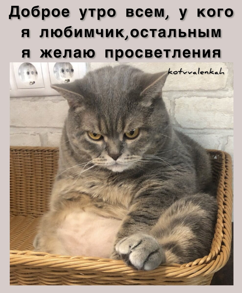 Мемы субботы, с приветом😹 из отпуска | Кот в валенках Марсель | Дзен