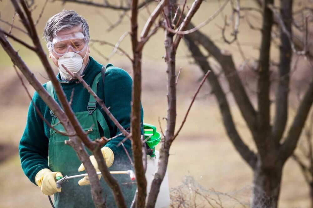 Оптимальный сезон и способ посадки