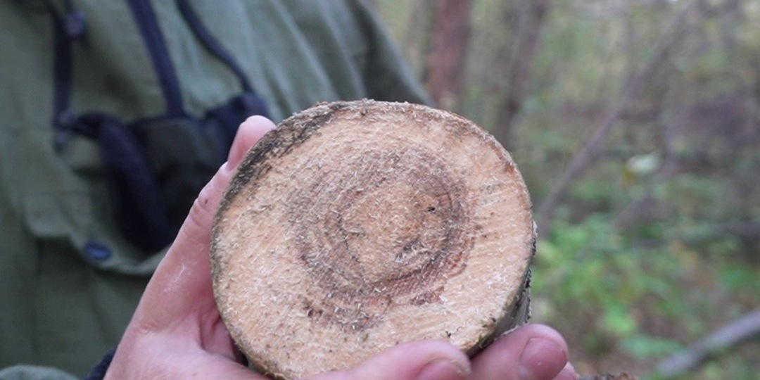Волшебное дерево полезное для многих сторон жизни. Посмотрите, оно может растет и за вашим окном