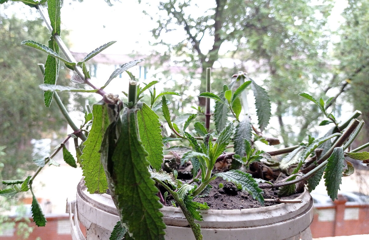 На балконе автора