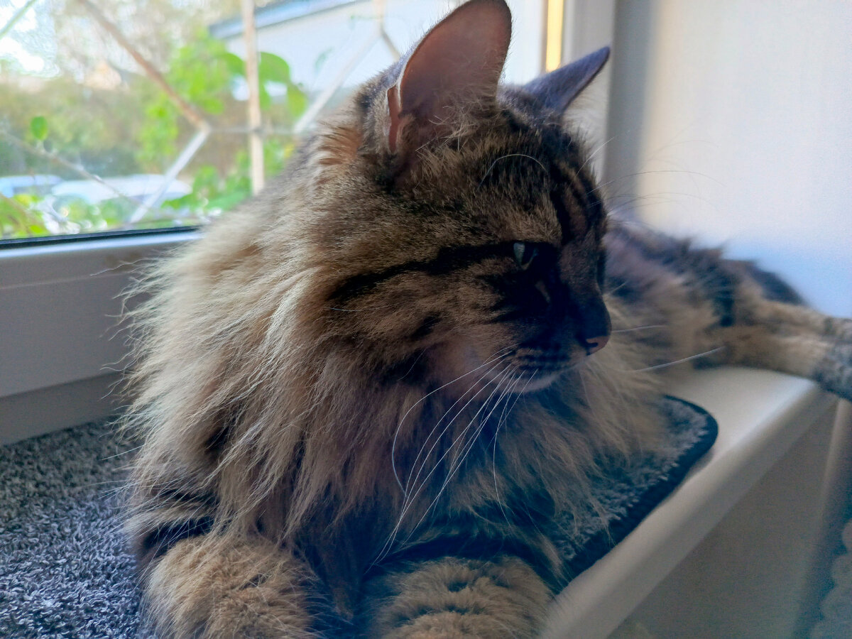 Кузя смотрит как заняли его диван