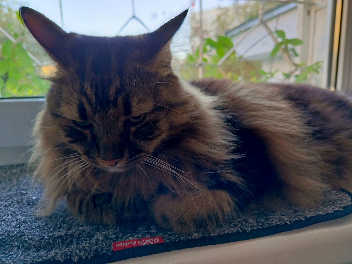 Кузя негодует