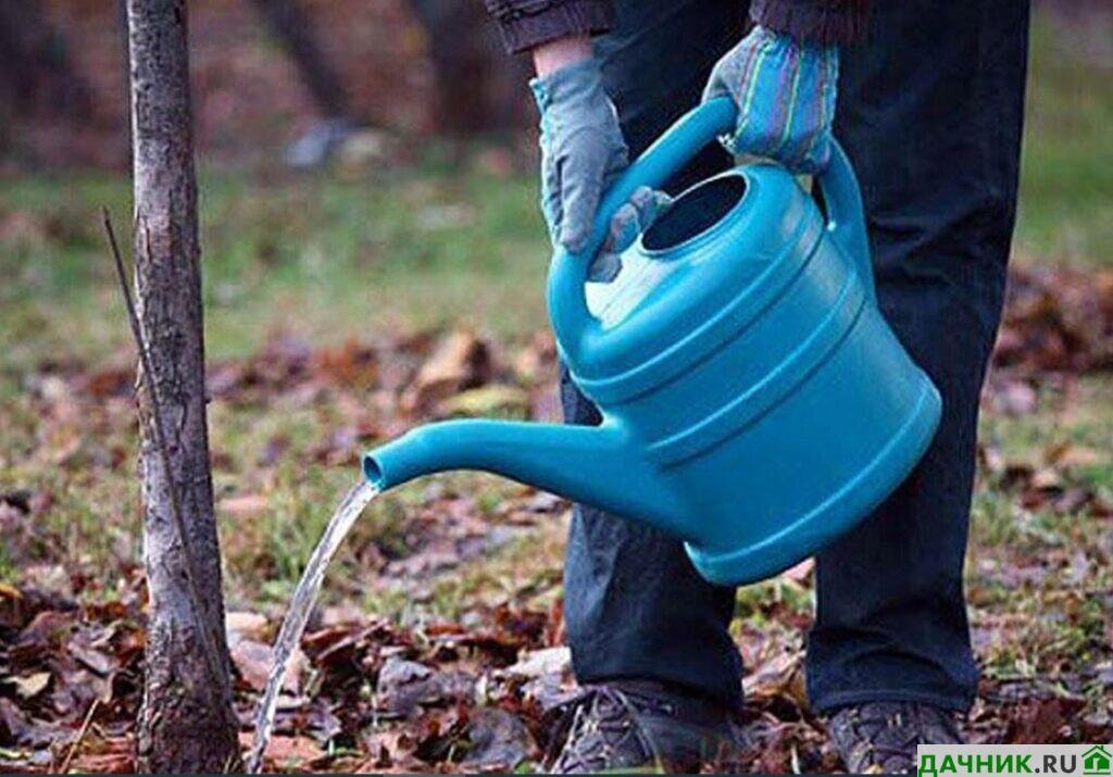 Пустоцвет на яблоне. Можно ли во время цветения поливать черешню. Удобряет дерево. Чем поливать черешню. Подкормка вишни.