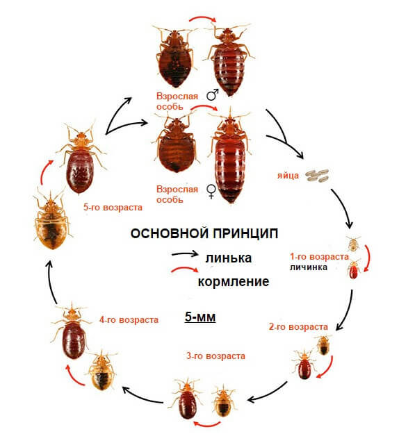 Признаки появления клопов в квартире