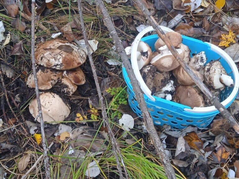    У дождей есть и приятные последствия. Оренбуржцы выходят на тихую охоту Марина Шарт