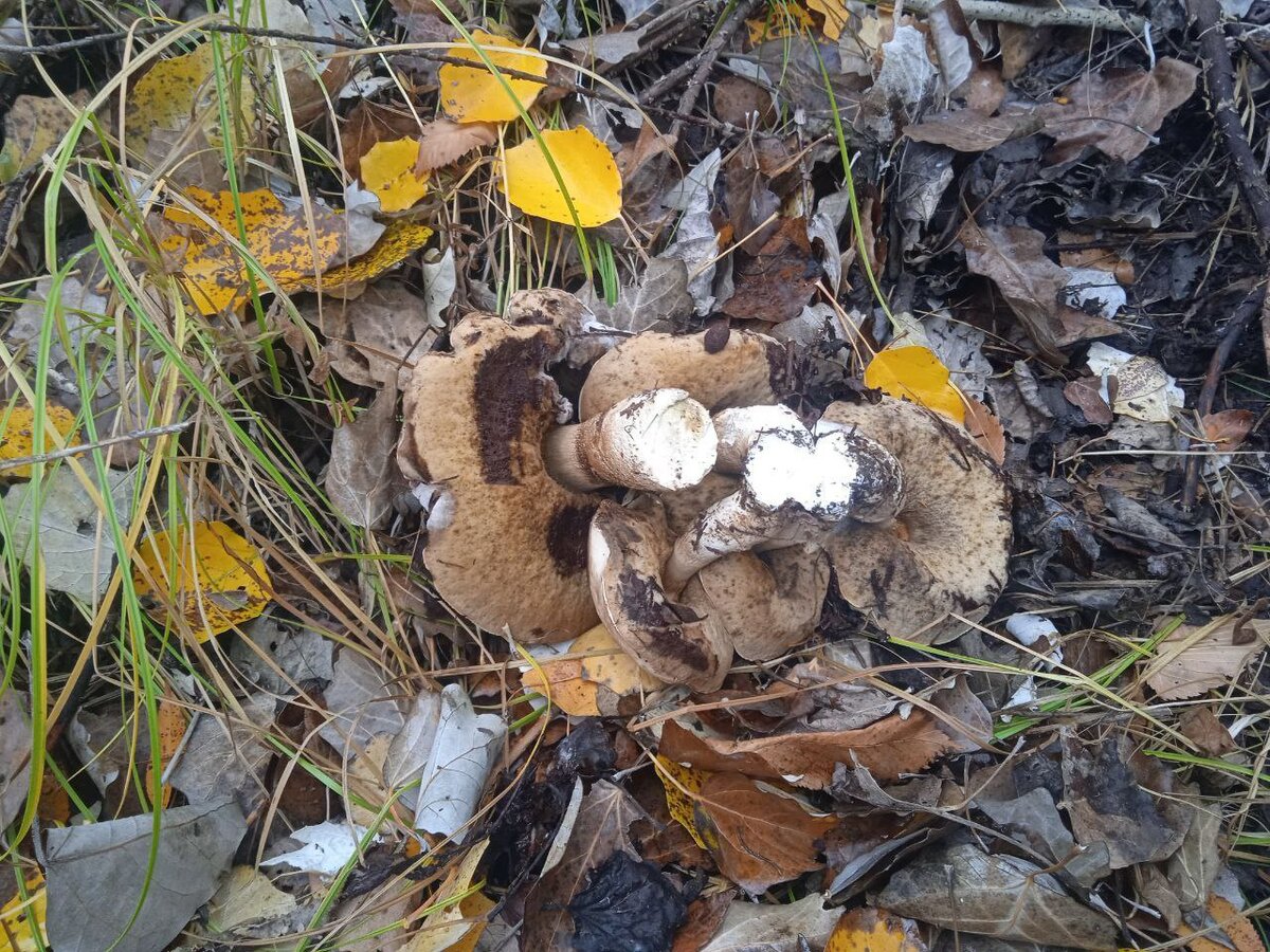  📷    У дождей есть и приятные последствия. Оренбуржцы выходят на тихую охоту Марина Шарт