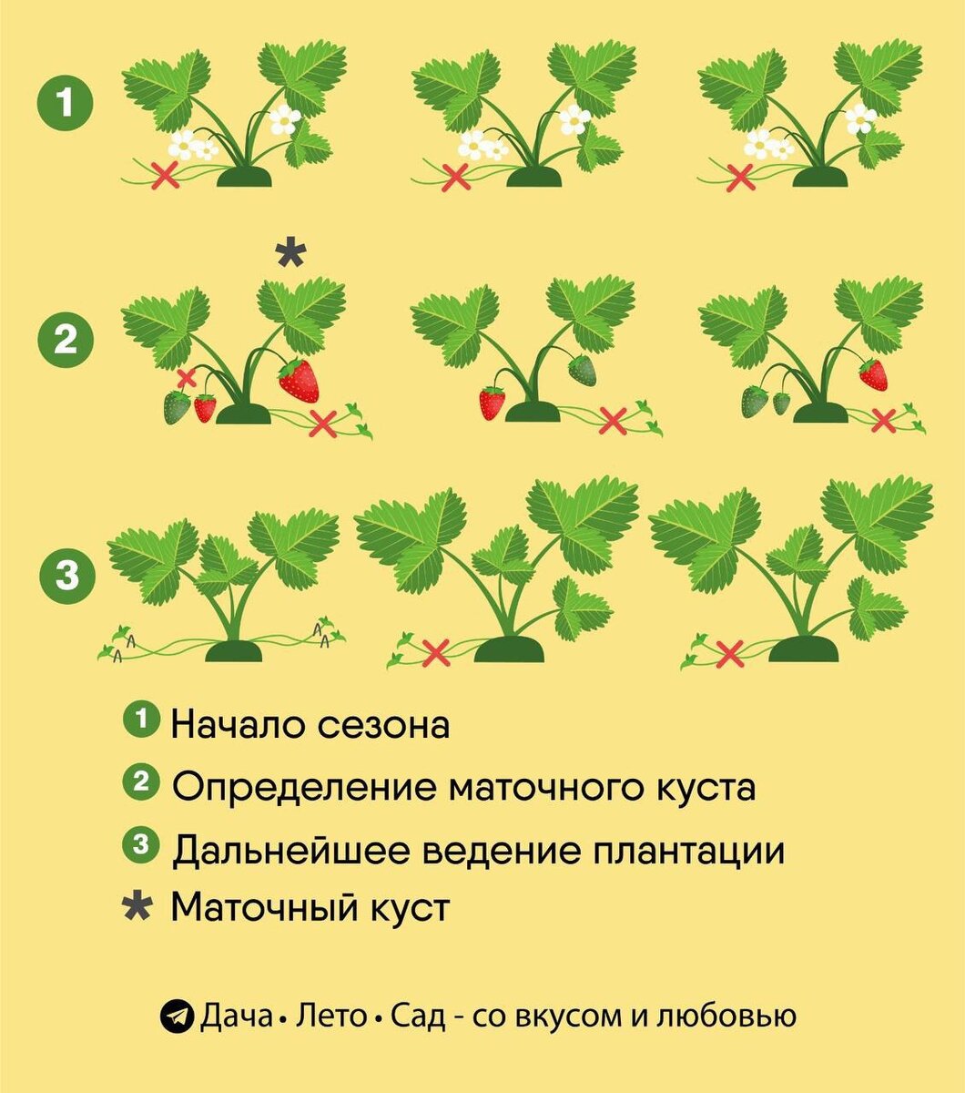 Маточный куст помечен темной звездочкой. Как только мы его выбрали (по величине ягоды и здоровью) - больше не даем ему цвести и плодоносить, а позволяем только отращивать усы и розетки. У не маточных кустов в течение всего сезона продолжаем удалять усы до самых заморозков. Удаляемые усы помечены красным крестиком