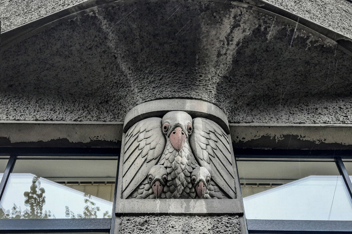 Выборг, дом АО "Альфа", мама-пеликанша с детками