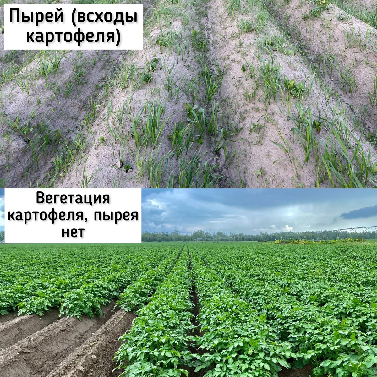 Фото 2. До и после борьбы с пыреем в полях 