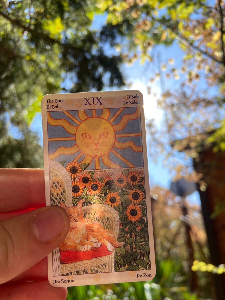 Фото из личного архива, Аркан Солнце колода таро Языческих кошек.