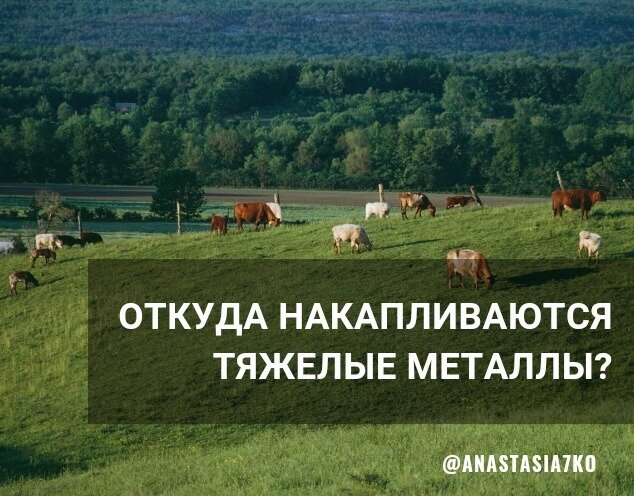 ОТКУДА НАКАПЛИВАЮТСЯ ТЯЖЕЛЫЕ МЕТАЛЛЫ? | Анастасия Семко - Холистический  подход к восстановлению здоровья | Дзен