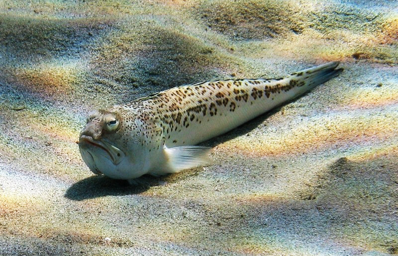 Морской дракончик всем своим видом показывает, что его лучше не трогать