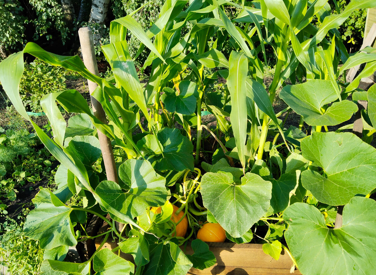 Вот она, во всей красе, сезон 2023. К черенку от лопаты пыталась привязывать плети, но они все равно опустились вниз