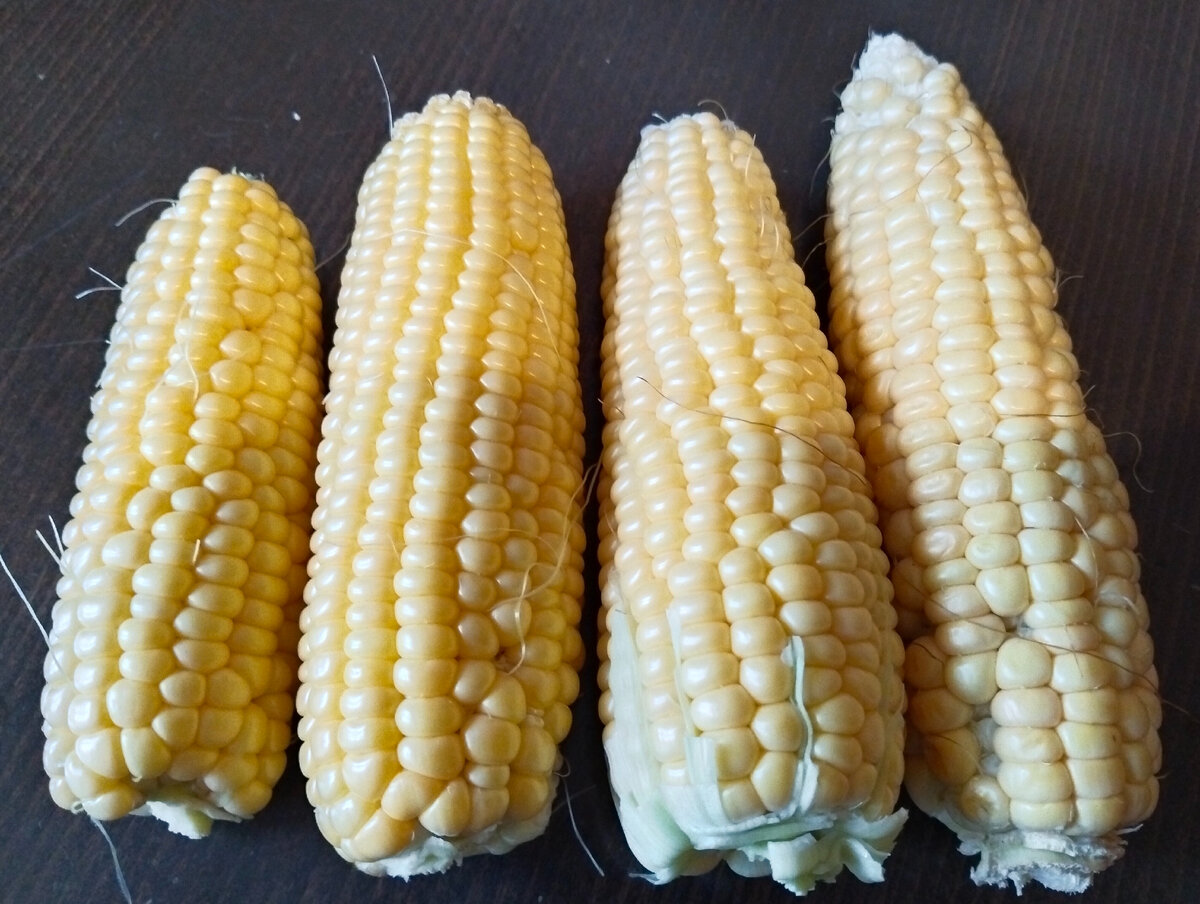 Кукуруза, сезон 2023