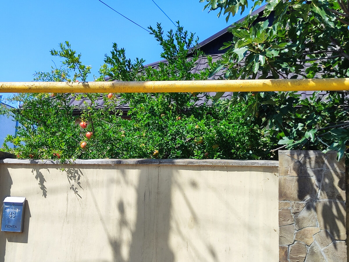 Гранатовое дерево с плодами