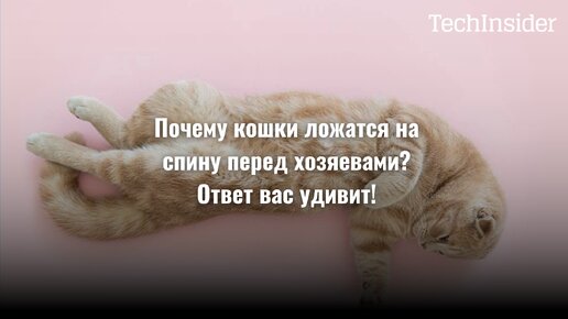 Почему кошки ложатся на спину перед хозяевами? Ответ вас удивит!