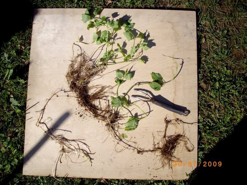 Пырей сорняк. Пырей ползучий. Борьба с корневищными сорняками. Молочай сорняк. Методы борьбы с корневищными и корнеотпрысковыми сорняками.