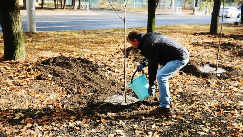 Высадка саженцев лип
Фото: Администрация Ставрополя