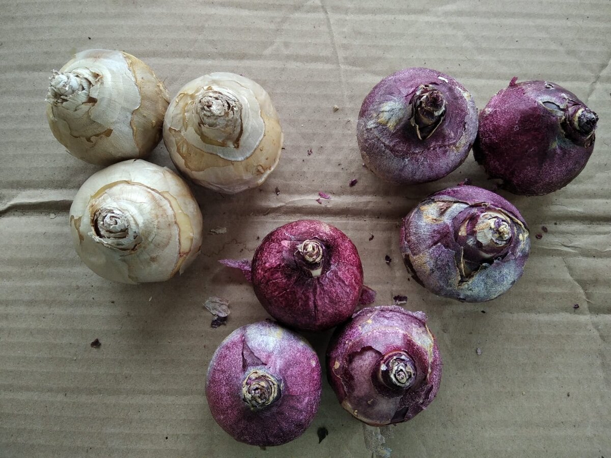 Сити оф Харлем, Рэд Мэджик и Вудсток