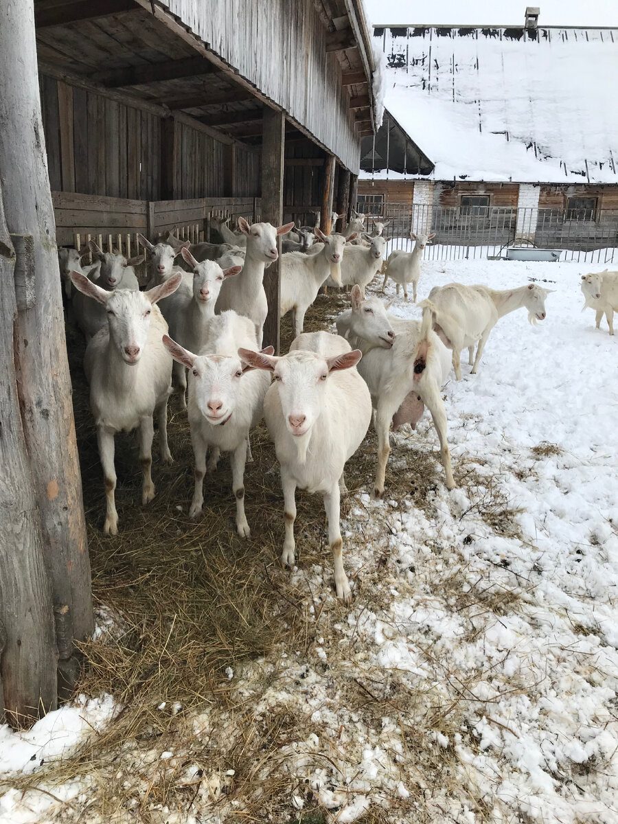 Козы зааненской породы. Фото автора