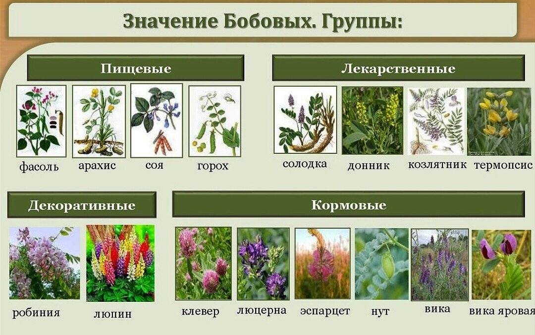 Группы бобовых растений. Значение семейства бобовых. Семейство бобовые лекарственные.